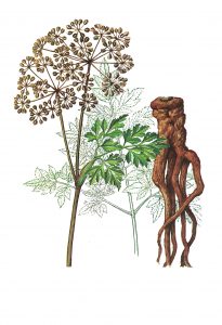 ตังกุย (Angelica Polymorpha Sinensis Root Extract)