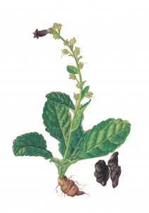 ตี้หวาง (Rehmannia Glutinosa Root Extract)