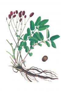 ตี้หวี้ (Sanguisorba Officinalis Root Extract)