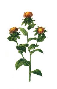 หงฮัว (Carthamus Tinctorius Flower Extract) 